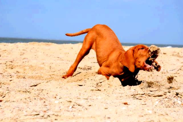 Как предотвратить возникновение нетипичного поведения? - Ветеринар