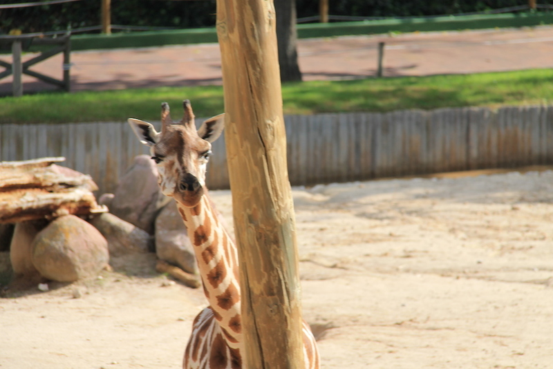 Мадридский зоопарк - посещение, билеты, практическая информация