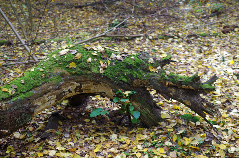 Беловежский девственный лес - памятники, туристические достопримечательности и интересные места