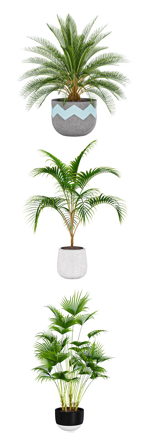 Palm plant collection 1 3D Model
