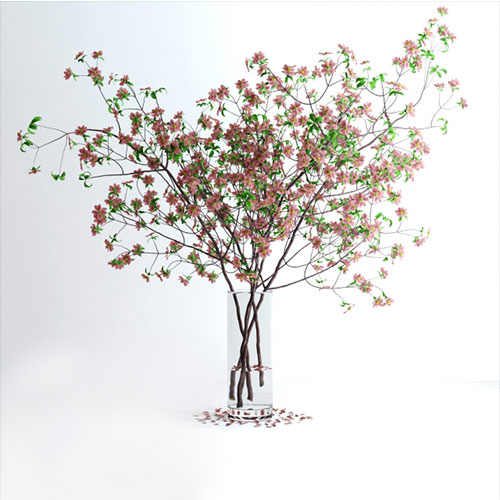 Dogwood pink flowers 7 3D Model
