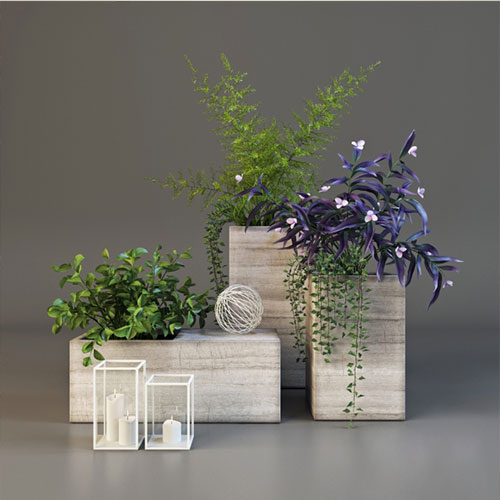 Decorative plants set 6 3D Model