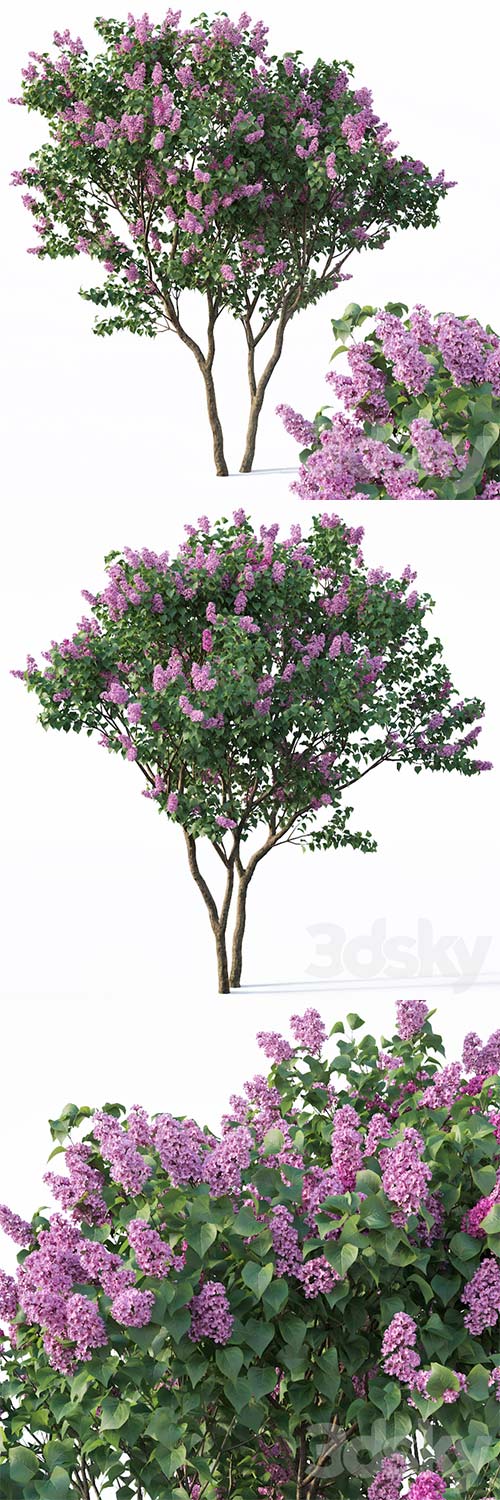 Lilac Syringa Vulgaris  3 Tree 3D Model