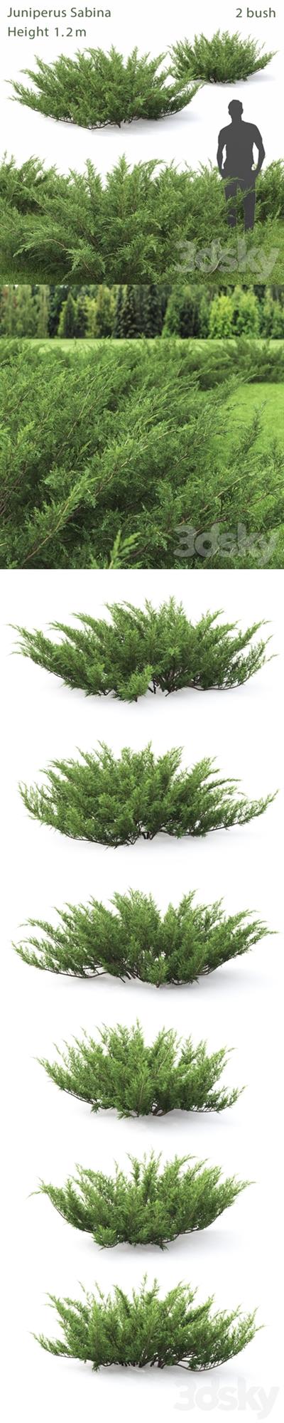 Juniperus Cossack # 1