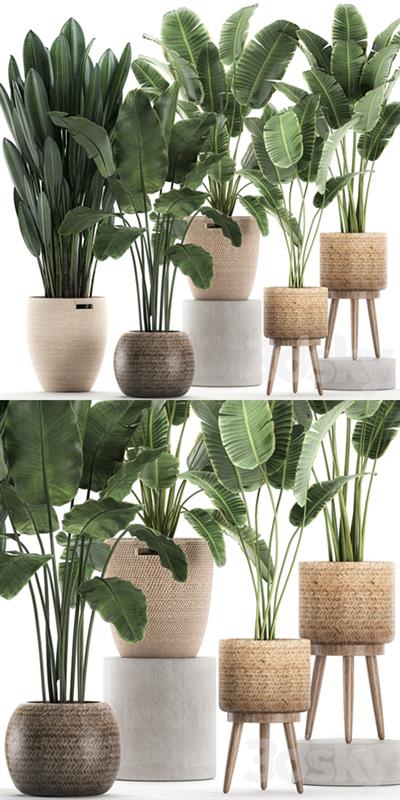 Plant Collection 615. Banana, set, basket, rattan, strelitzia, ravenala, indoor plants, eco design, natural decor