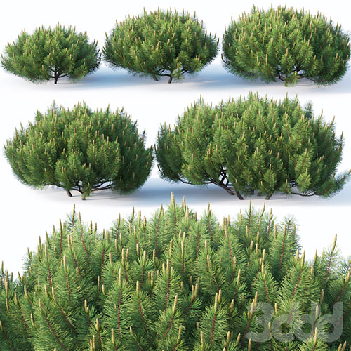 Pinus mugo # 1 H50-100 cm 3D Model