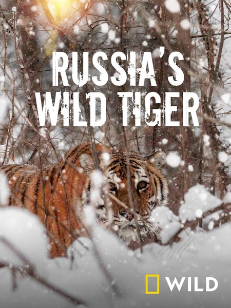Nat Geo Wild: Дикие тигры России / Russia's Wild Tiger / 2022 / ДБ / WEB-DL (1080p)