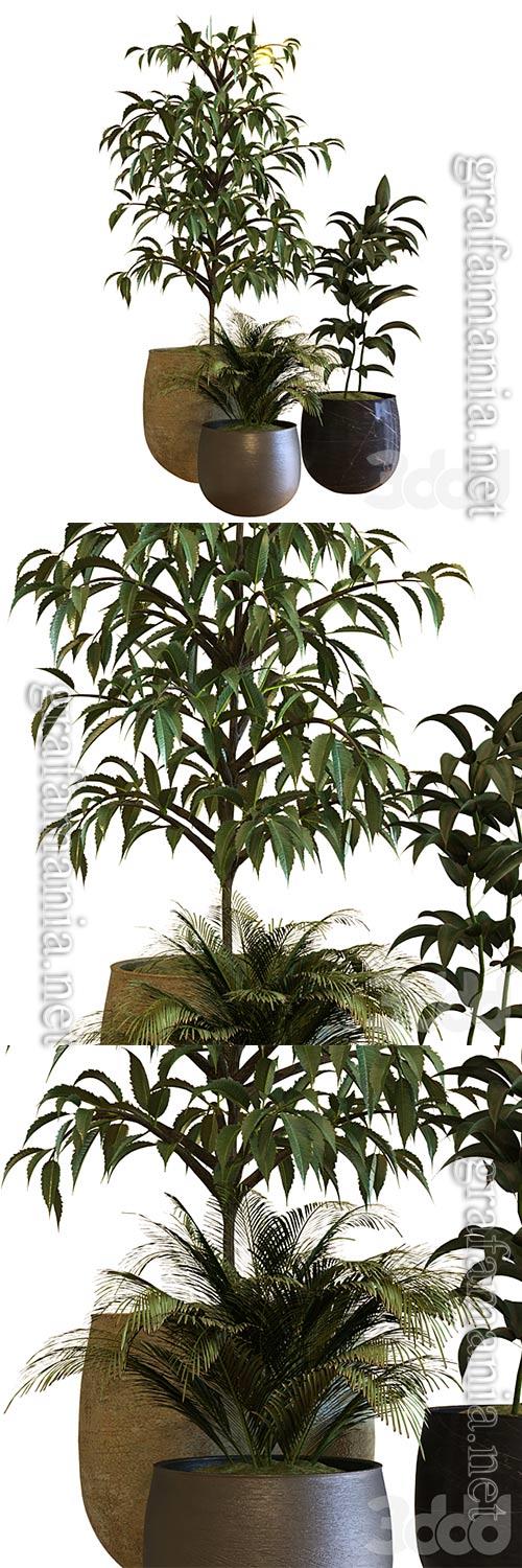 Plant In Box Set 040 3D Model