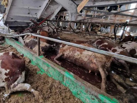 «Окупанти заради розваги розстрілювали корів та телят»: експертка про причини кризи у молочній галузі України