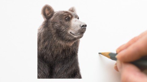 Colored Pencil Brown Bear Drawing Class
