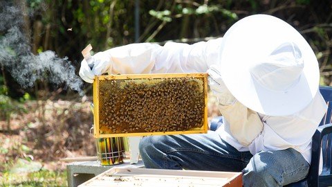 Beginning In Beekeeping Start Your Very First Beehive!