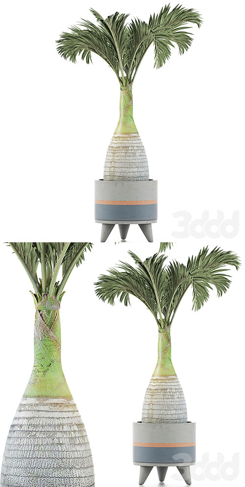 Plants Collection 131 Big Palm 3D Model