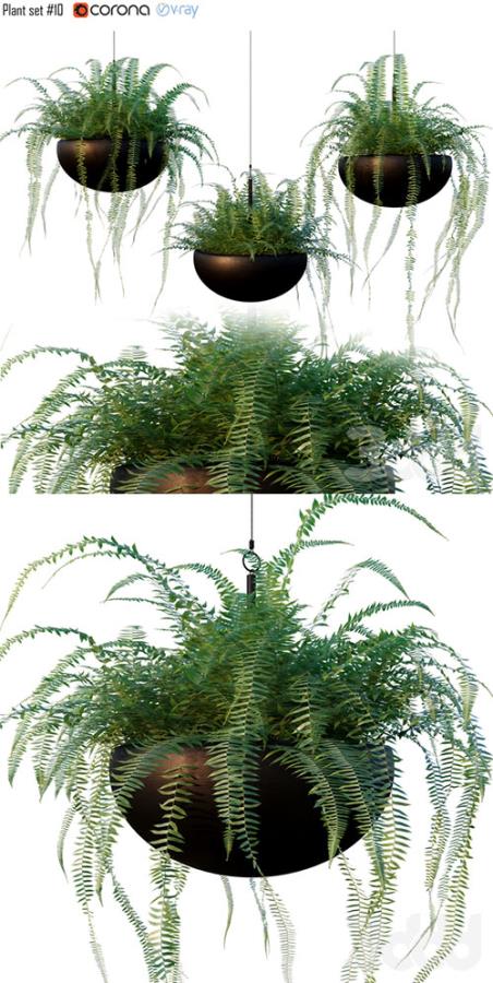 Nephrolepis cordifolia Plant set 10 3D Model