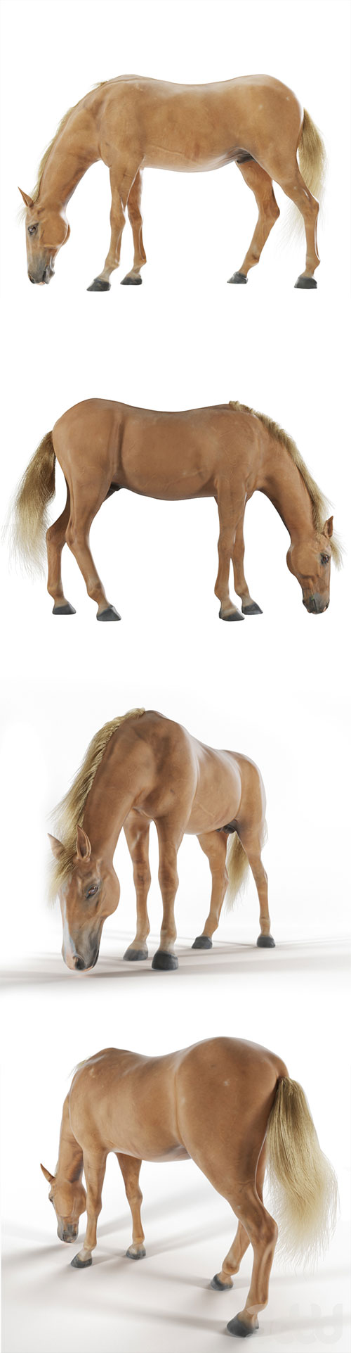 Grazing horse 3D Model