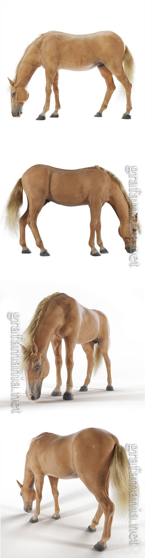 Grazing horse 3D Model