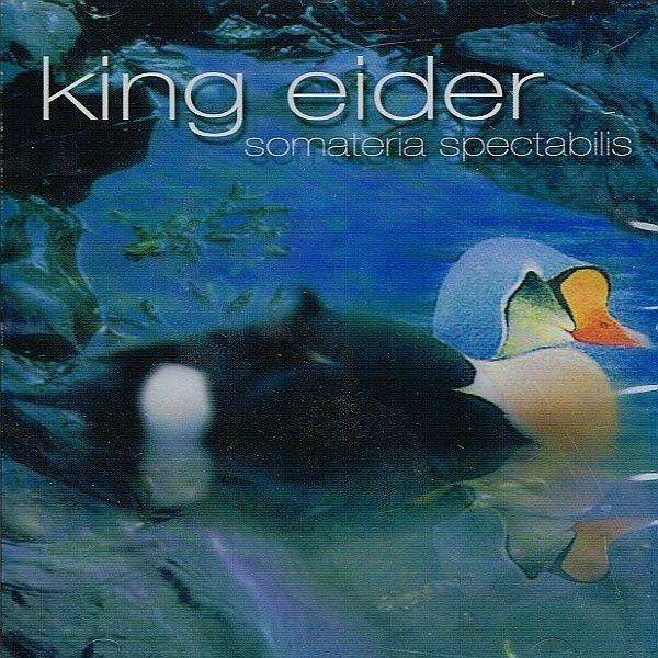 King Eider - Somateria Spectabilis (2006)