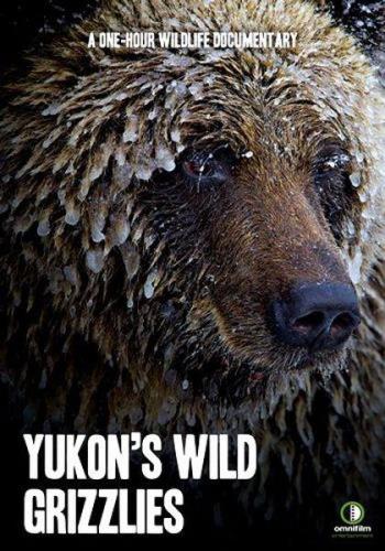 Дикие гризли Юкона / Yukon's Wild Grizzlies (2021) HDTV 1080i