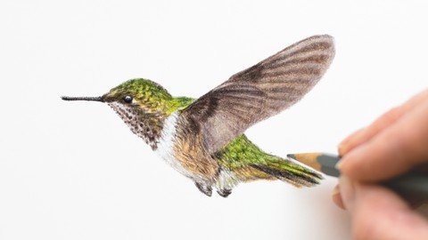 Colored Pencil Hummingbird Drawing Class
