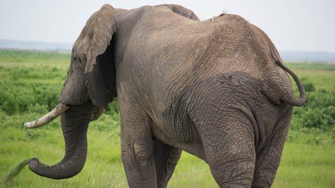 Learn The Plight Of Africa Elephants From An Expert