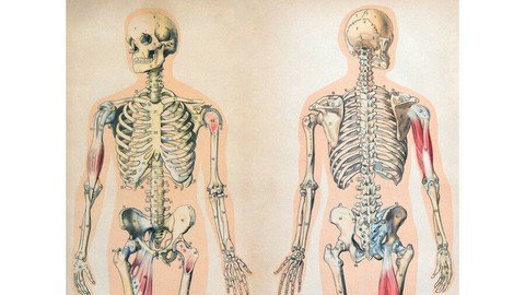 Basic Human Anatomy & Physiology