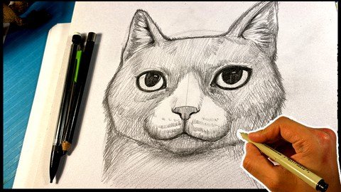 How To Draw Cat Portrait  Pencil Pet Cats Drawing Animal