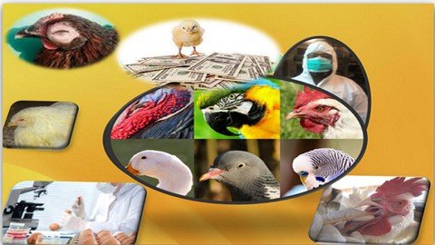 Poultry Farming Bacterial Diseases Hindering Satisfying Prod