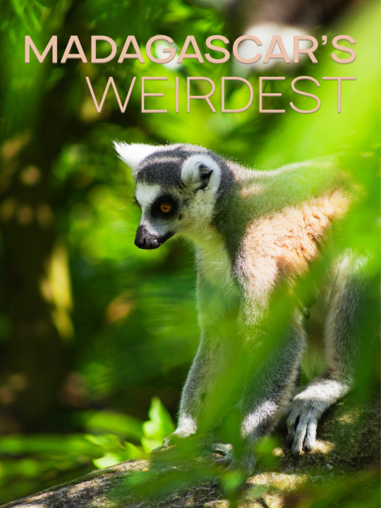 Madagaskar - najdziwniejsze gatunki / Madagascar's Weirdest (2020) [SEZON 1] PL.1080i.HDTV.H264-B89 | POLSKI LEKTOR