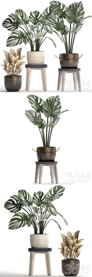 Collection of plants 450 3D Model