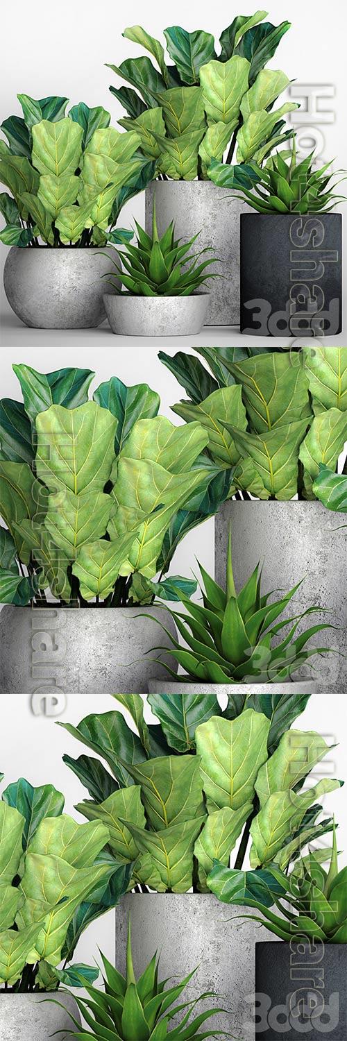 The collection of plants in pots 18 3D Model