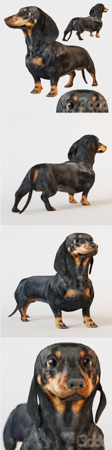 Black dachshund 3D Model