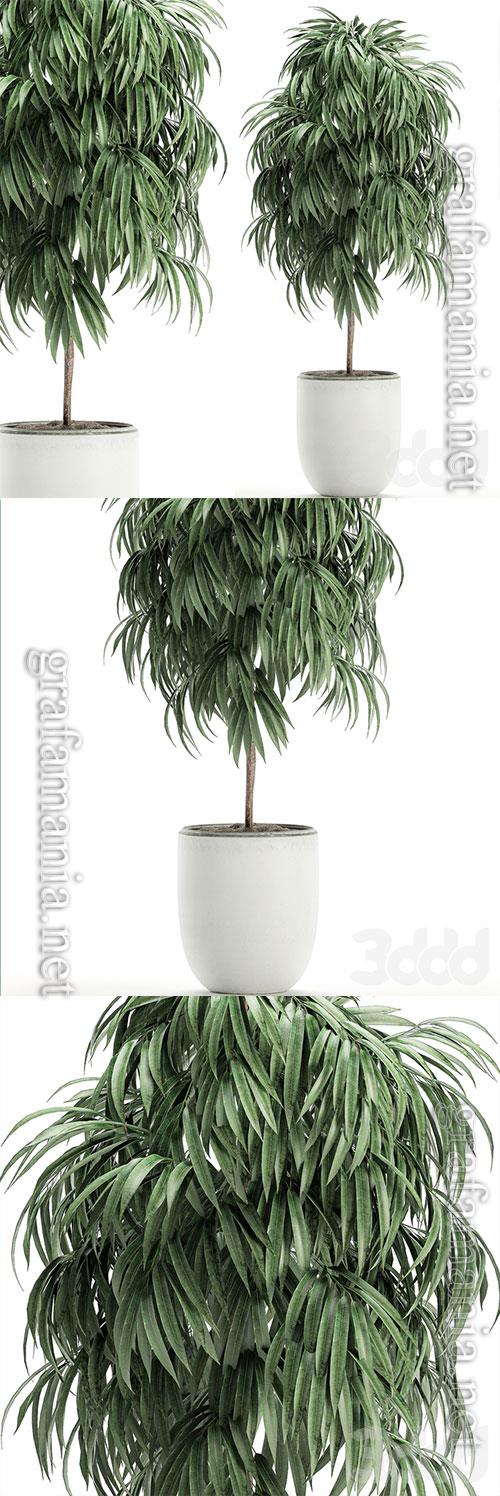 Plant Collection Ficus Alii 501 3D Model