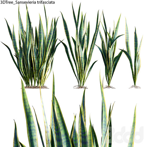 Sansevieria trifasciata 01 3D Model