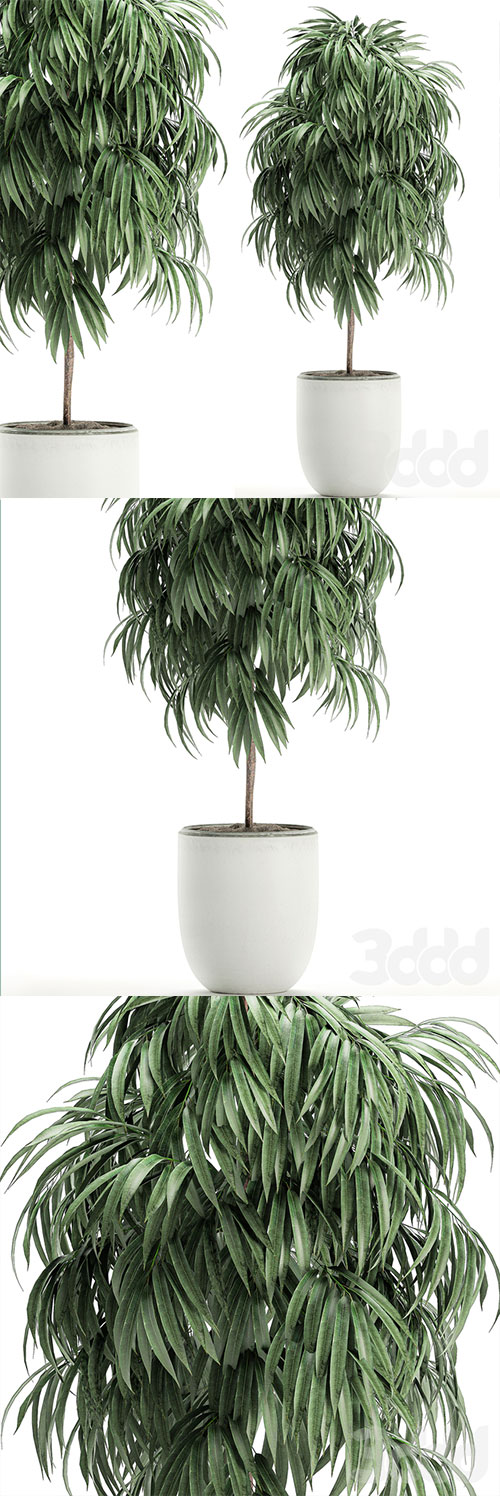 Plant Collection Ficus Alii 501 3D Model