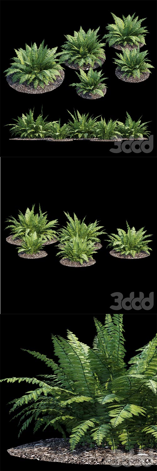 Fern bush 3D Model