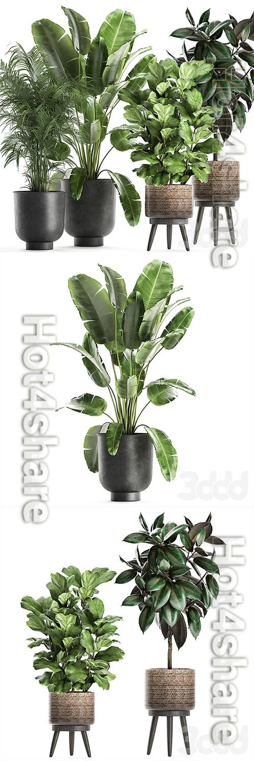 Plant collection 860 3D Model
