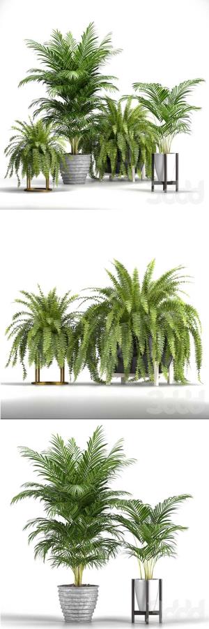 Set of Plants No 3 3D Model