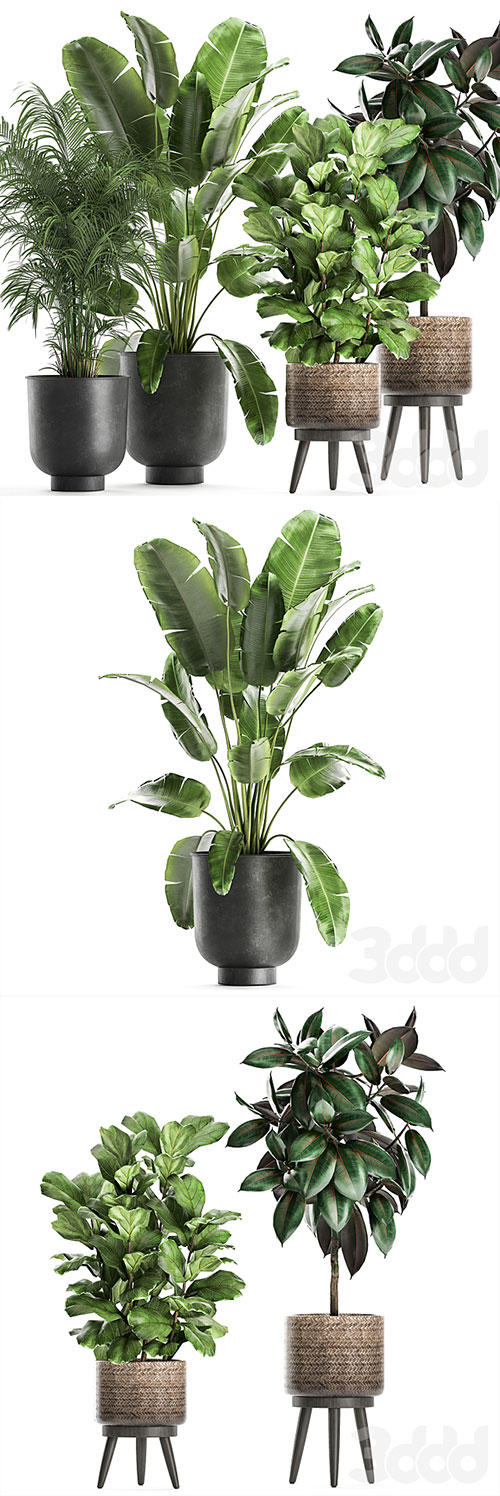 Plant collection 860 3D Model