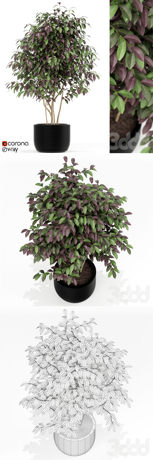 Plants Collection 162 3D Model