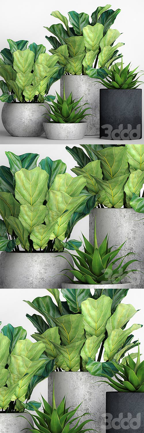 The collection of plants in pots 18 3D Model