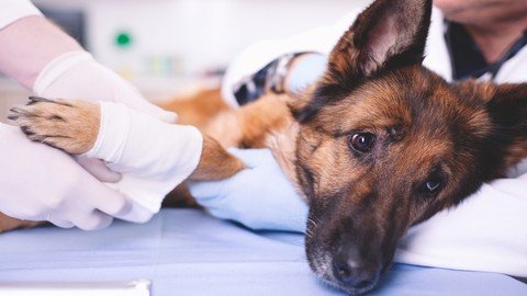 Pet First Aid (Advanced)