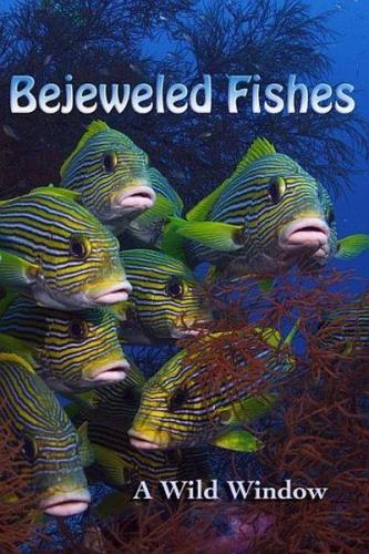Окно дикой природы - Морские сокровища / Wild Window Bejeweled Fishes (2017) UHDTV 2160p