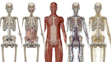 Anatomy, Physiology & Pathology Foundations