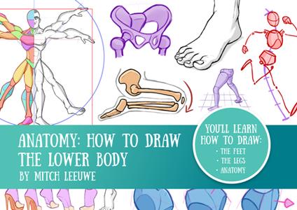 Anatomy  how to draw the Lower body