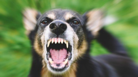 Dog Aggression – Fighting & Biting