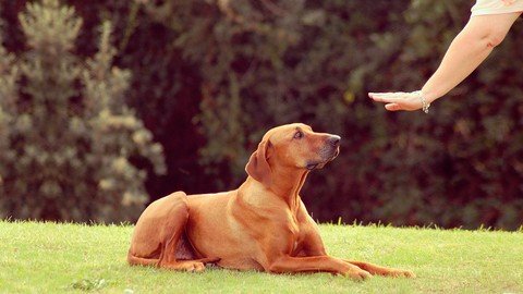 Treatment & Prevention Of Dog Aggression Biting & Fighting