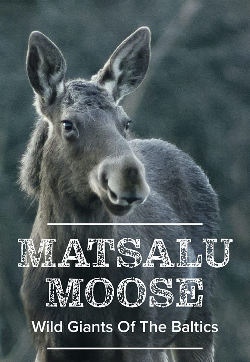 Łosie z Matsalu. Dzikie olbrzymy znad Bałtyku / Matsalu Moose - Wild Giant of the Baltics (2019) PL.1080i.HDTV.H264-B89 | POLSKI LEKTOR
