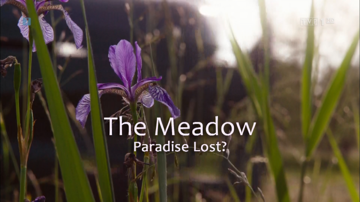 Łąka - raj utracony / The Meadow - Once Upon a Paradise (2019) PL.1080i.HDTV.H264-B89 | POLSKI LEKTOR