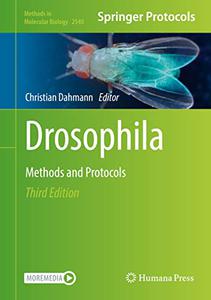 Drosophila