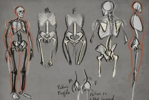 How to Draw Drawing Human Anatomy by Aaron Blaise