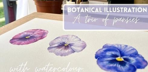 Botanical Illustration with Watercolour | A Trio of Pansies